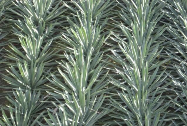 Maguey fields ( agave espadín )