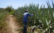 Cutting (agave espadin) pineapples 8 years old