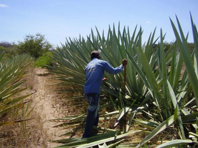 Cutting (agave espadin) pineapples 8 years old