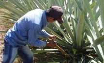 Cutting (agave espadin) pineapples 8 years old