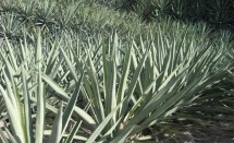 Pineapples (agave espadin) 8 years old ready to cut