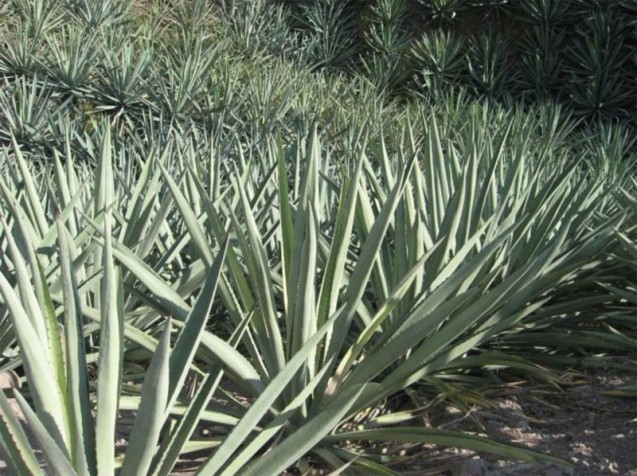 Pineapples (agave espadin) 8 years old ready to cut