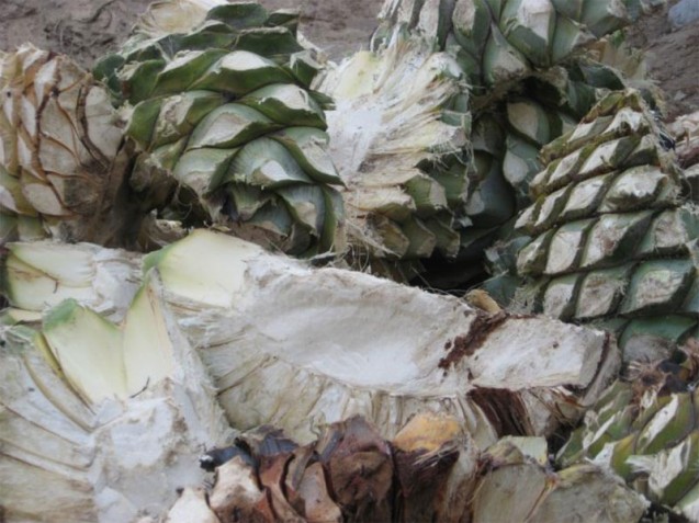 pineapples (agave espadin) that have been cut